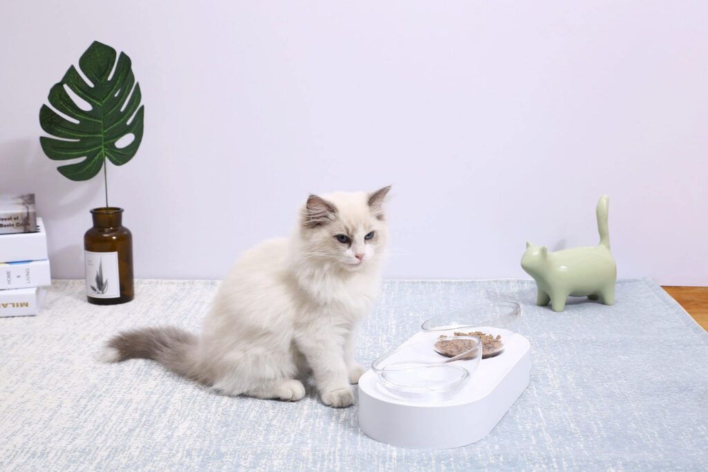 Кішка закопує миску з їжею.