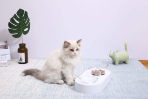 Кішка закопує миску з їжею.