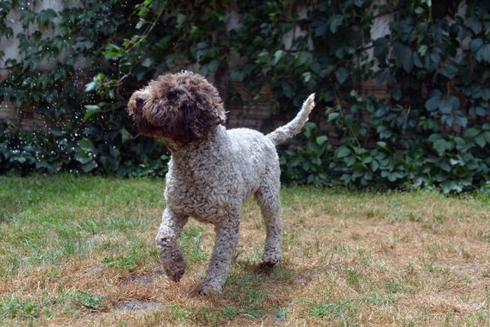 Лаготто-романьйоло