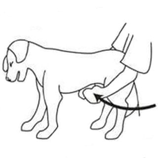 Перша допомога собаці, який подавився