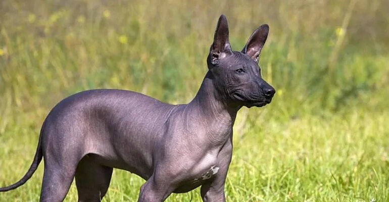 Шолоїцквінтлі (Ксолоітцкуінтлі)