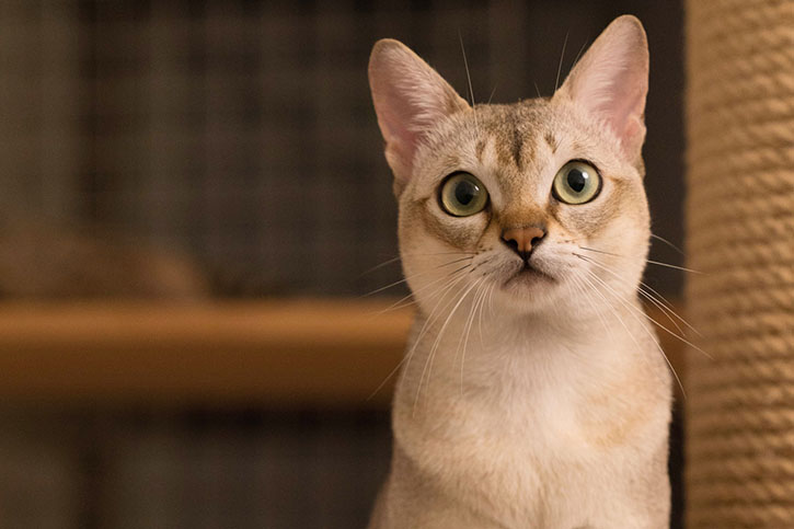 Сінгапурська кішка