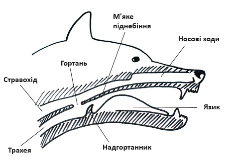 Що відбувається? Чому собака давиться?