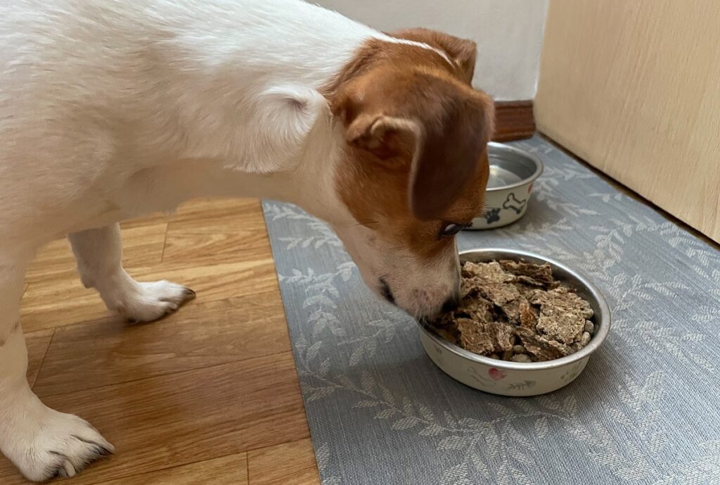 Собака випльовує корм.