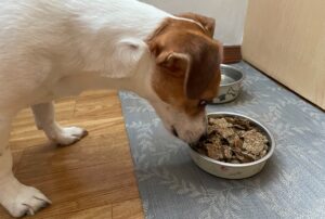 Собака випльовує корм.