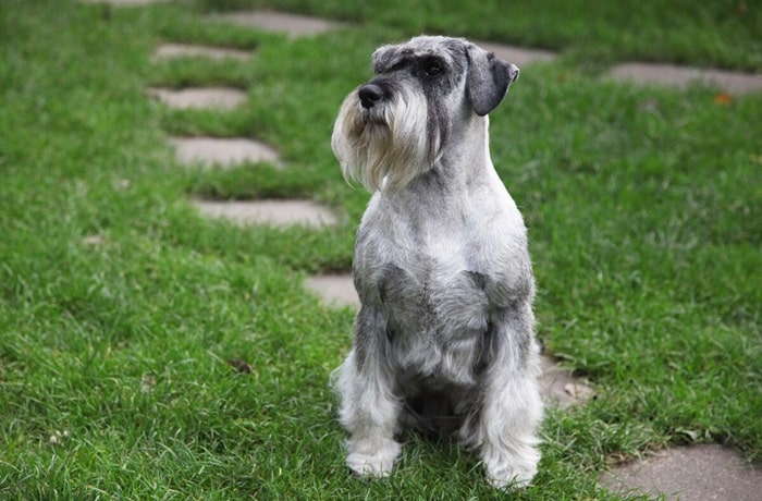 Цвергшнауцер