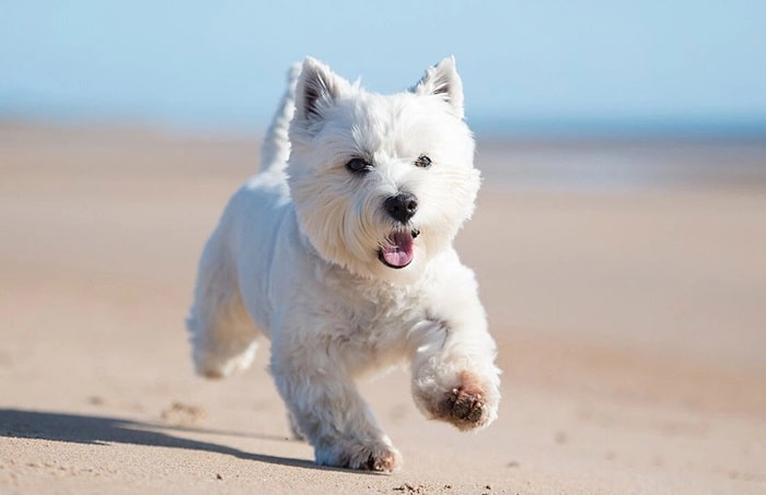 Вест-хайленд-уайт-тер'єр