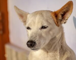 Вологий або сухий корм: чим краще годувати собаку?