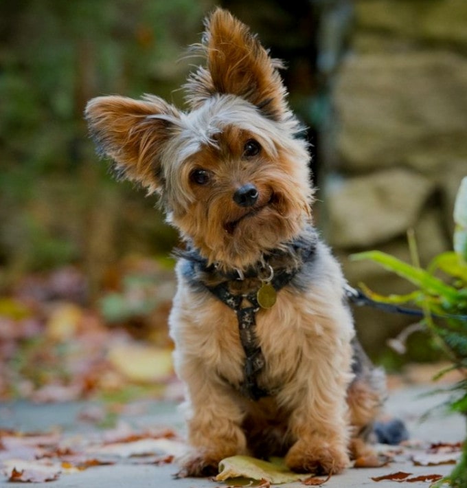 Йоркширський тер'єр