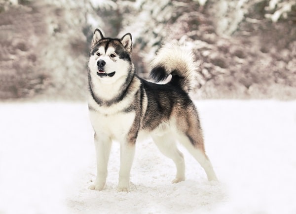 Аляскинський маламут