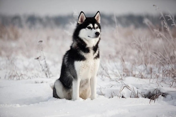 Сибірський хаскі