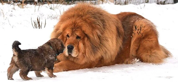 Тибетський мастиф