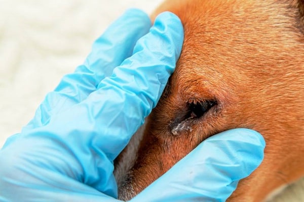 У разі алергії у собаки течуть і червоніють очі