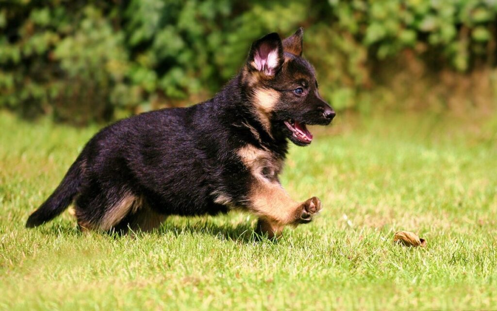 Як назвати собаку-хлопчика німецьку вівчарку — ТОП-500 кличок.