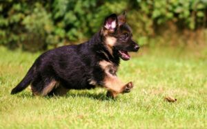 Як назвати собаку-хлопчика німецьку вівчарку — ТОП-500 кличок.