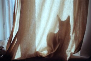 Як відучити кішку лазити і дерти штори / занавіски / фіранки — 10 способів.