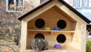 Як зробити вуличний притулок для бездомних або диких котів?