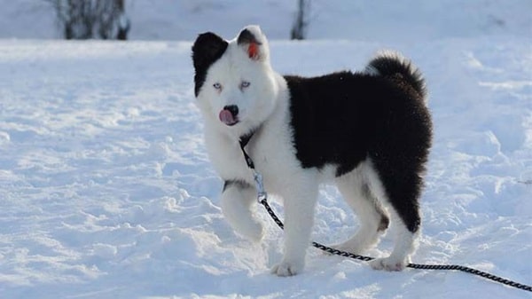 Якутська лайка