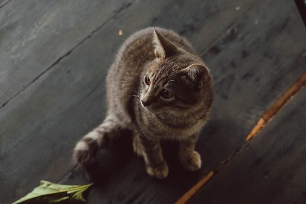 10 тонких ознак того, що ваш кіт може бути хворим.