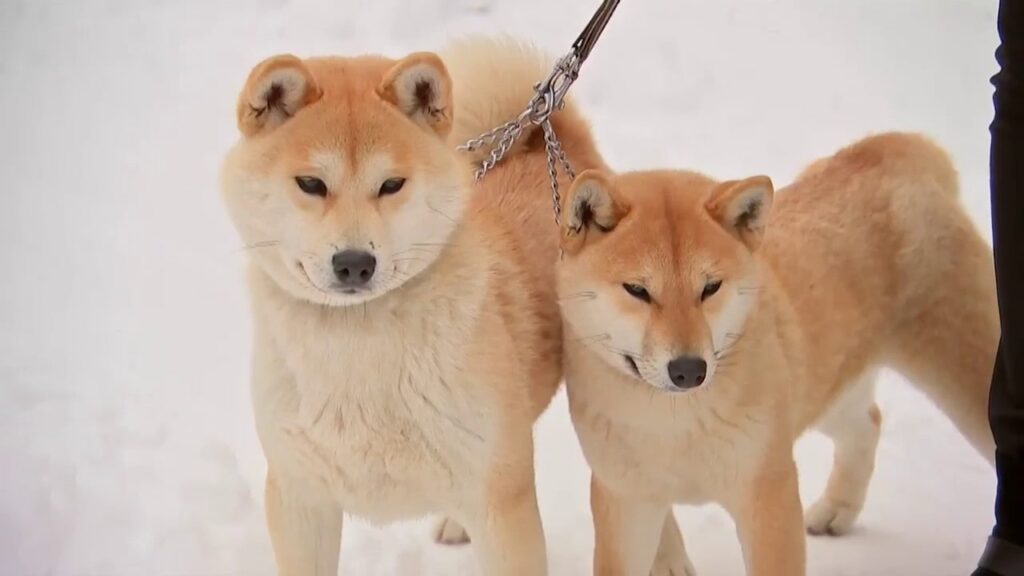 Акіта-іну та сіба-іну: відмінності та подібності.