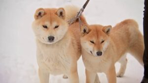 Акіта-іну та сіба-іну: відмінності та подібності.