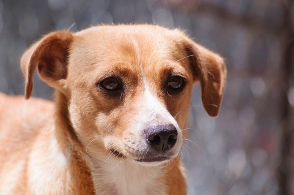 Австрійський пінчер