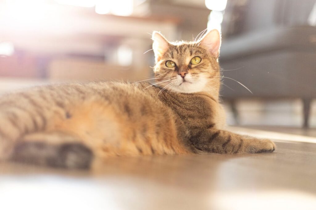 Чому кішка притискається головою: симптоми, причини, діагностика та лікування.