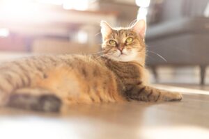 Чому кішка притискається головою: симптоми, причини, діагностика та лікування.