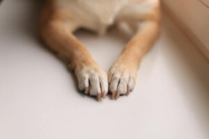 Чому собаки лижуть свої лапи?