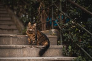 Чому в Туреччині люблять котів?