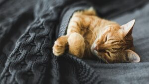 Чи хроплять коти? Чи справді це нормально?