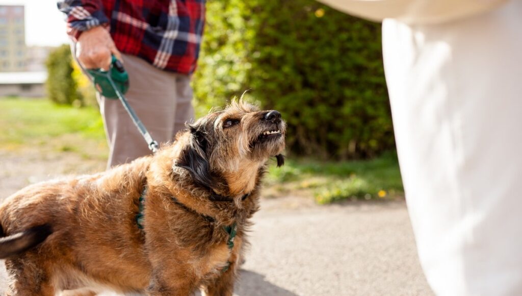 Дізнайтеся, як запобігти агресії від страху у собак.