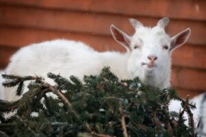 Додайте хвою в раціон кіз — найкраща вітамінна підгодівля в зимовий період.