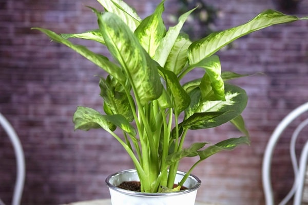 Диффенбахія