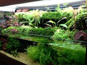 Дитя акваріума і флораріума — як створити власний палюдаріум?