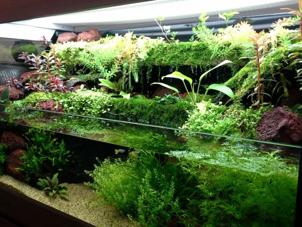 Дитя акваріума і флораріума — як створити власний палюдаріум?