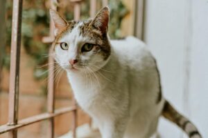 Кішка втрачає вагу: причини та коли звертатися до ветеринара?