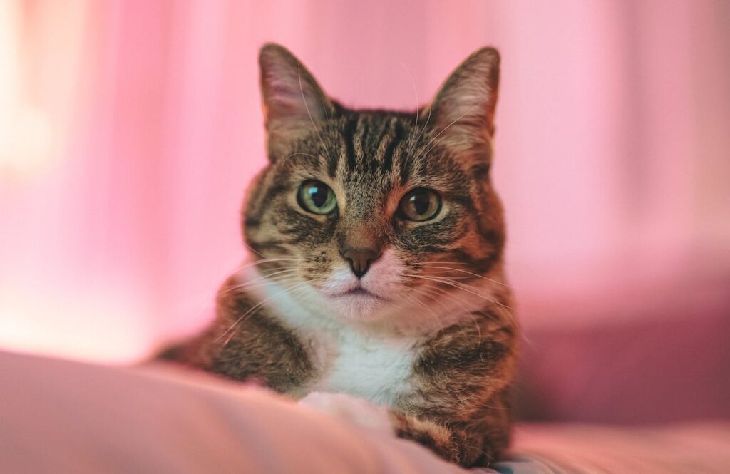 Меланоз райдужної оболонки у котів: причини, симптоми та лікування.