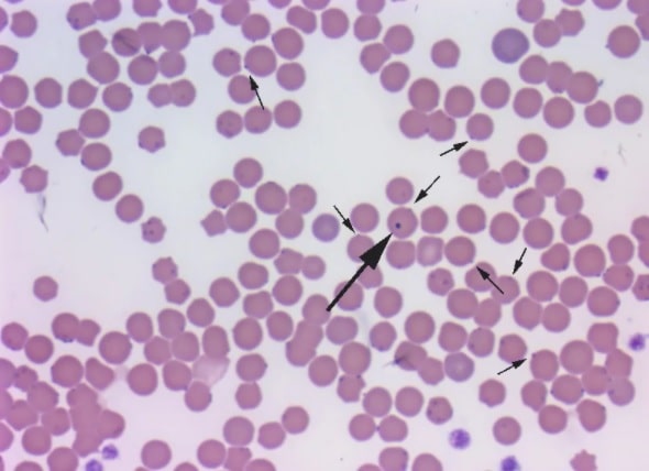 Мікоплазмоз у собак: що це?