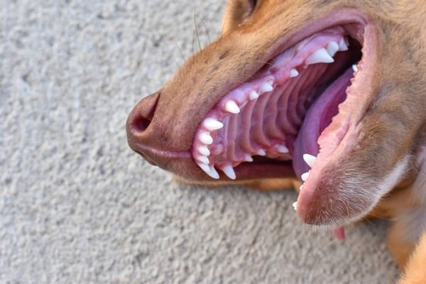 Натиснути на корінь язика