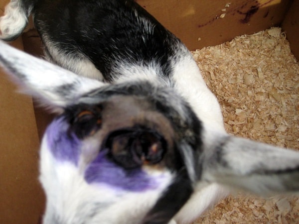 Недоліки роговипалювачів