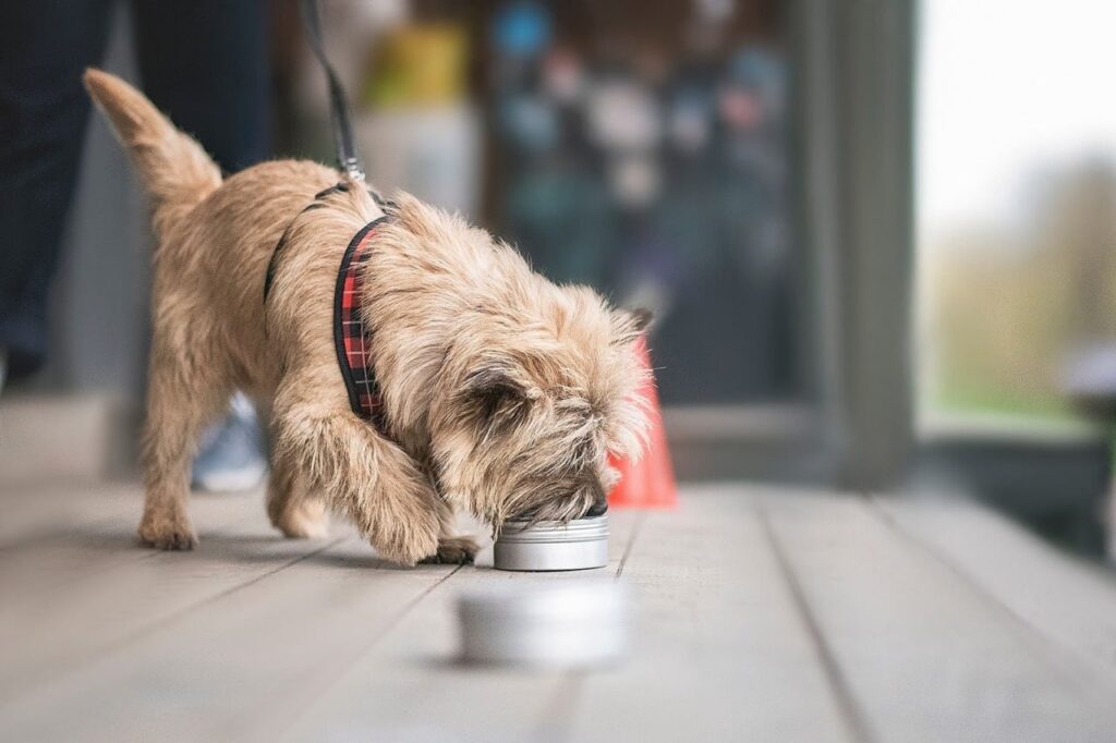 Ноузворк для собак — що це і з чого почати?