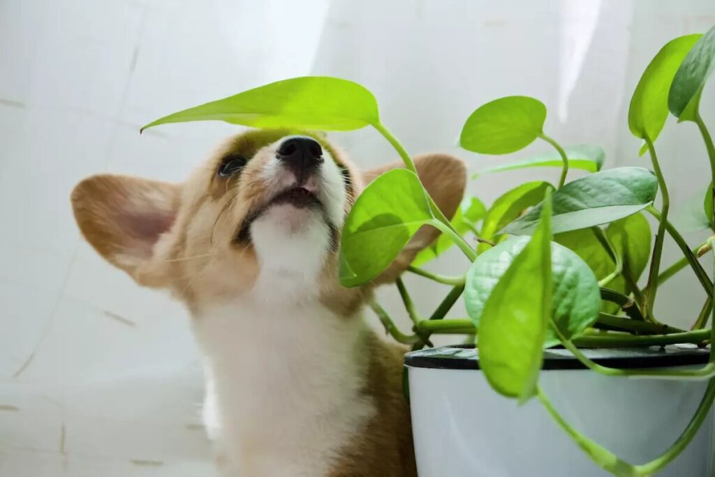 Обережно, токсично для собак! 27 кімнатних рослин отруйних для вихованця.