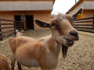 Обезрожування козенят — обираємо найефективніший і найбезпечніший метод.