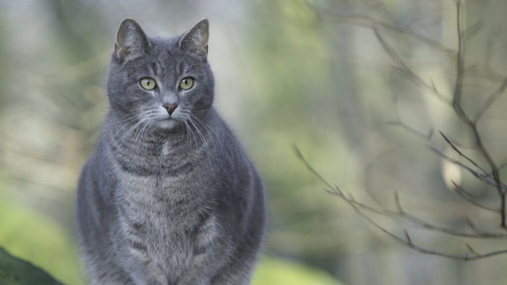 Ожиріння котів: дізнайтеся, чи страждає ваш кіт ожирінням.