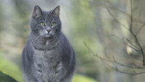 Ожиріння котів: дізнайтеся, чи страждає ваш кіт ожирінням.