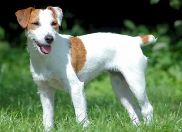 Парсон-рассел-тер'єр