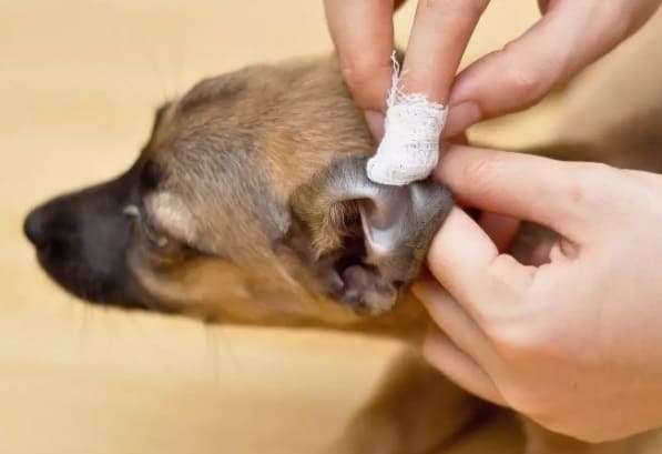 Перша допомога в разі отиту в собаки