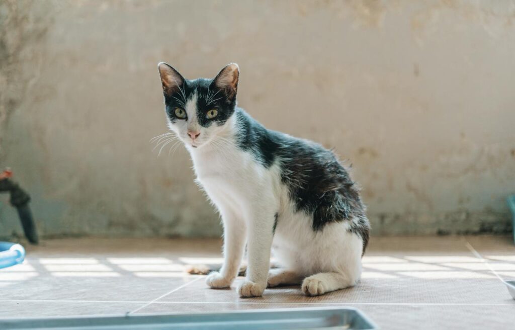 Пронос у котів: причини, симптоми та лікування.