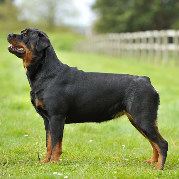 Ротвейлер